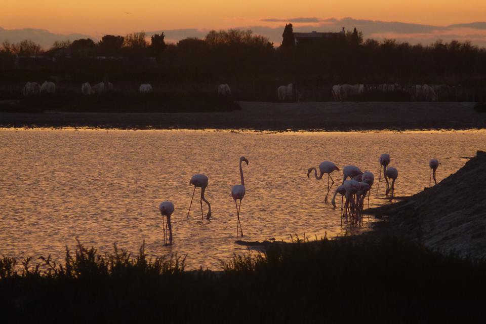 The Camargue