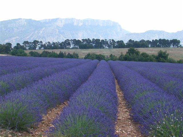 Luberon Lavender